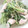 kinocoちゃん's cooksnap of when they made ♪簡単♪豆苗とささみのマヨ柚子胡椒和え.