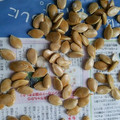 チャッピーココア's cooksnap of when they made かぼちゃの種の洗い方.