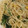 hamanny's cooksnap of when they made ツナマヨの和風パスタ.