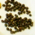 ばたみそーぱん☆'s cooksnap of when they made 酒飲み必見！秋の恵み、簡単！むかご素揚げ.