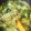 加菜＊'s cooksnap of when they made スープが絶品！簡単中華風うどん.