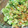 ❀まいねこ❀'s cooksnap of when they made 簡単◆大根の葉炒め.