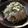 oyukidesu's cooksnap of when they made ビタミン大根と枝豆のサラダ.