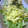 ぶぶ☆'s cooksnap of when they made かぼちゃとさつま芋のマヨサラダ♪.