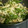 ふちこさんさん's cooksnap of when they made 小松菜で野菜炒め.