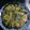 クックWUSCDE☆'s cooksnap of when they made 春菊と豚肉のチヂミ.