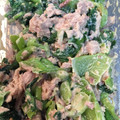 ☆★あーこ★☆'s cooksnap of when they made 青梗菜とシーチキンのマヨネーズ和え.