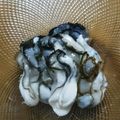 ディゴリーヌ's cooksnap of when they made 生牡蠣のポン酢　柚子風味.