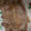 marixxxm's cooksnap of when they made 豚のしょうが焼き.