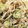 butter314's cooksnap of when they made オクラともやしのごま和え.