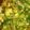 みみよす's cooksnap of when they made たっぷり水菜のたまごスープ.