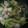 ☆ハッピーデイズ☆'s cooksnap of when they made 白菜とスルメイカの焦がし醤油バター炒め.