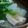 ７１０３'s cooksnap of when they made 鮭のアラで超簡単★じゃっぱ汁★.