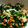 co2icore's cooksnap of when they made ほうれん草のマヨ納豆和え.