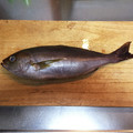 ラクラクダ's cooksnap of when they made いさきのづけ焼き.