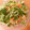 ikurish's cooksnap of when they made スモークサーモンサラダ.