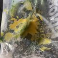 トコタン's cooksnap of when they made ✿我が家の定番♬きゅうりのからし漬け✿.