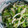 fm04's cooksnap of when they made 大根の葉ともやしのナムル.