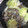 クックNDTFUY☆'s cooksnap of when they made あさりの酒蒸し.