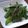 くらま's cooksnap of when they made きぬさやのバター炒め.