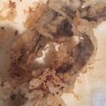 ゆうたんゆう's cooksnap of when they made 【キノコ】マイタケの天ぷら.