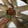 Mf03i240's cooksnap of when they made 大根と大葉の生ハム巻き.