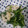 ｽｶｲﾌｨｯｼｭ☆'s cooksnap of when they made 簡単☆春菊とレンコンの中華風炒め☆.