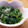 とものりのもと's cooksnap of when they made ほうれん草の洋風おひたし.