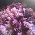 クックPCKCO5☆'s cooksnap of when they made 秋の香り*紫芋ご飯.