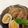 クックBN5HDW☆'s cooksnap of when they made 炊飯器で！？手羽元の煮物.