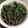 HARU缶's cooksnap of when they made 千切りピーマンの昆布和え.