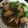 きょろまく's cooksnap of when they made ぶりと大根の治部煮風.