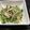 あきくん124's cooksnap of when they made かいわれ大根と鶏ささみのポン酢和え.