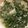 クックQXCOV0☆'s cooksnap of when they made 材料はたったの3つ！春菊の豆乳スープ.