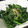 me4hiro's cooksnap of when they made ほうれん草のごま油和え 簡単！.