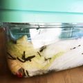きあん's cooksnap of when they made 二度漬けした白菜づけ.