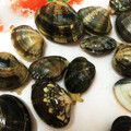 ガチャ子②'s cooksnap of when they made 塩3%☆あさりの砂抜き.