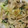 イケコ113's cooksnap of when they made 豚バラと青梗菜の炒め物.