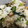 量子♬'s cooksnap of when they made 小松菜の混ぜご飯.