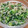 mahika's cooksnap of when they made 大根の葉とジャコの炒め物.