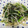 しろみ。's cooksnap of when they made 春菊ともやしの塩こんぶ炒め.