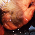 きのっっち's cooksnap of when they made むきさめの煮つけ.