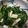 クックVM6SZN☆'s cooksnap of when they made ほうれん草とかまぼこのマヨ和え.
