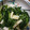 クックVM6SZN☆'s cooksnap of when they made ほうれん草とかまぼこのマヨ和え.
