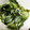 cookみぃ's cooksnap of when they made きゅうりとわかめの酢の物.