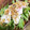 そうぶぅ☆☆'s cooksnap of when they made 旬をいただく〈11月〉大根と水菜のサラダ.