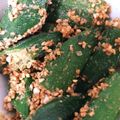 しまぱんまん's cooksnap of when they made ★簡単＆おいしい副菜★オクラのゴマあえ★.