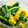 myrsinoic's cooksnap of when they made 菊花とほうれん草のお浸し.