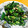 はやしこんぶ's cooksnap of when they made 簡単♪なばなのしょうゆマヨ和え♪.