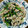 門松なめこ's cooksnap of when they made とっても簡単♪小松菜と豚肉の中華炒め♪.